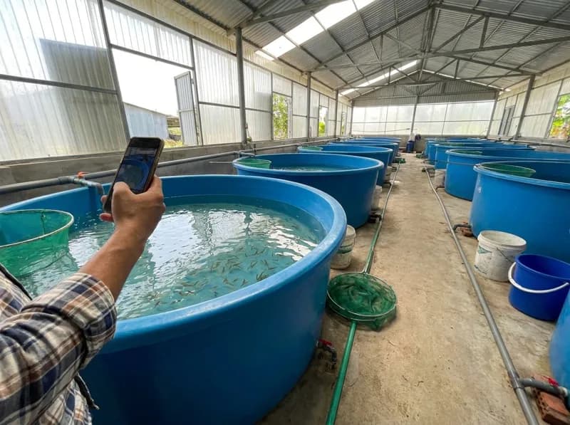 Tôm thẻ giống PL10–PL12 Việt Úc – sạch bệnh