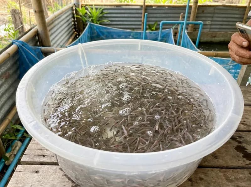 Cá tra giống 2 cm (25–30 con/kg) – kiểm dịch lô